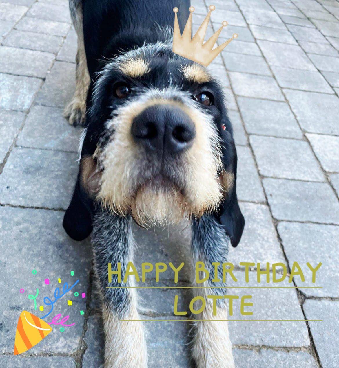 Im Namen von Lotte (Irisbleu vBG) grüßen wir die I-Glöckchen und wünschen den Vieren alles Liebe zum 1. Geburtstag 🩵🩵🩵🩵🍀🍀🍀🍀  #geburtstag #chienscourants #mantrailer #mantrailing #traildogs #griffonbleudegascogne #griffonbleu #bleudegascogne #laufhund #laufhunde #französischerlaufhund #hounds #scenthound #vombergischengeläut #lautejagd #drückjagd #jagdhund #nachsuche #jagdgebrauchshund #rettungshunde #jagdgefährte #bracke #försterhund #försterin #förster #searchandrescuedog #dogswithjobs #dogswithjobsk9