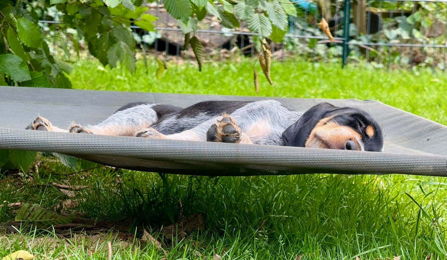 Ein gemütliches Wochenende wünschen wir Euch 🤗🩵🌞#chienscourants #mantrailer #mantrailing #traildogs #griffonbleudegascogne #griffonbleu #bleudegascogne #laufhund #laufhunde #französischerlaufhund #hounds #scenthound #vombergischengeläut #lautejagd #drückjagd #jagdhund #nachsuche #jagdgebrauchshund #rettungshunde #jagdgefährte #bracke #försterhund #försterin #förster #searchandrescuedog #dogswithjobs #dogswithjobsk9