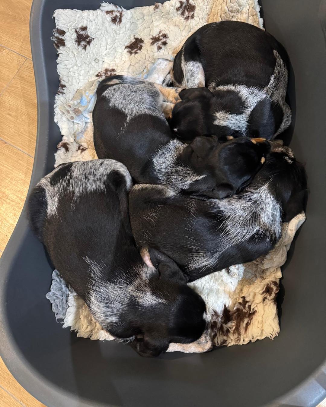 Langsam kommt Abschiedsstimmung auf. Die vier Musketiere wurden gestern geimpft und gechipt, am Freitag ist Wurfabnahme und am Samstag ziehen die ersten beiden Bleuchen aus. 🩵🩵🩵 Es ist immer traurig und schön zugleich. 🍀🍀🍀#chienscourants #mantrailer #mantrailing #traildogs #griffonbleudegascogne #griffonbleu #bleudegascogne #laufhund #laufhunde #französischerlaufhund #hounds #scenthound #vombergischengeläut #lautejagd #drückjagd #jagdhund #nachsuche #jagdgebrauchshund #rettungshunde #jagdgefährte #bracke #försterhund #försterin #förster #searchandrescuedog #dogswithjobs #dogswithjobsk9