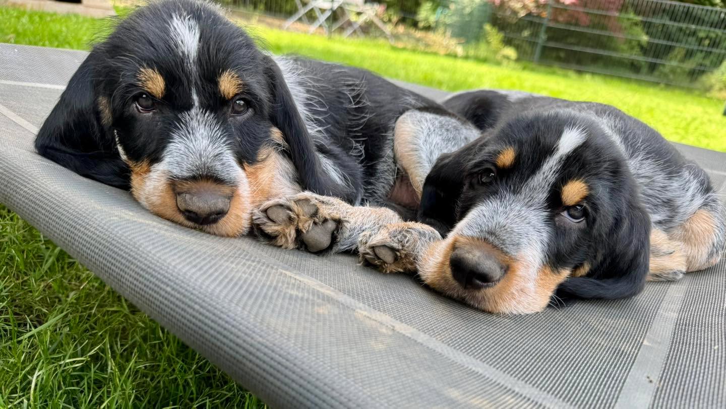 Perlas Kinder Inci und Isidore vBg (gen. Hilda und Ingo) 😍 Inci ist türkisch und bedeutet Perle. 🩵🩵🩵#chienscourants #mantrailer #mantrailing #traildogs #griffonbleudegascogne #griffonbleu #bleudegascogne #laufhund #laufhunde #französischerlaufhund #hounds #scenthound #vombergischengeläut #lautejagd #drückjagd #jagdhund #nachsuche #jagdgebrauchshund #rettungshunde #jagdgefährte #bracke #försterhund #försterin #förster #searchandrescuedog #dogswithjobs #dogswithjobsk9