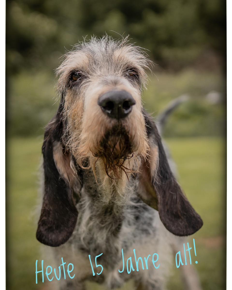 Happy Wauday Ferdi, wir feiern jeden Tag mit Dir! 🩵❤️🍀#chienscourants #mantrailer #mantrailing #traildogs #griffonbleudegascogne #griffonbleu #bleudegascogne #laufhund #laufhunde #französischerlaufhund #hounds #scenthound #vombergischengeläut #lautejagd #drückjagd #jagdhund #nachsuche #jagdgebrauchshund #rettungshunde #jagdgefährte #bracke #försterhund #försterin #förster #searchandrescuedog #dogswithjobs #dogswithjobsk9