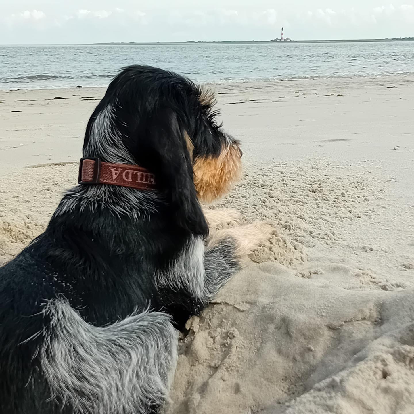 Kennt Ihr das, Meerweh? Hilda (Inci vBG) genießt das Meer. 🤗🩵#chienscourants #mantrailer #mantrailing #traildogs #griffonbleudegascogne #griffonbleu #bleudegascogne #laufhund #laufhunde #französischerlaufhund #hounds #scenthound #vombergischengeläut #lautejagd #drückjagd #jagdhund #nachsuche #jagdgebrauchshund #rettungshunde #jagdgefährte #bracke #försterhund #försterin #förster #searchandrescuedog #dogswithjobs #dogswithjobsk9