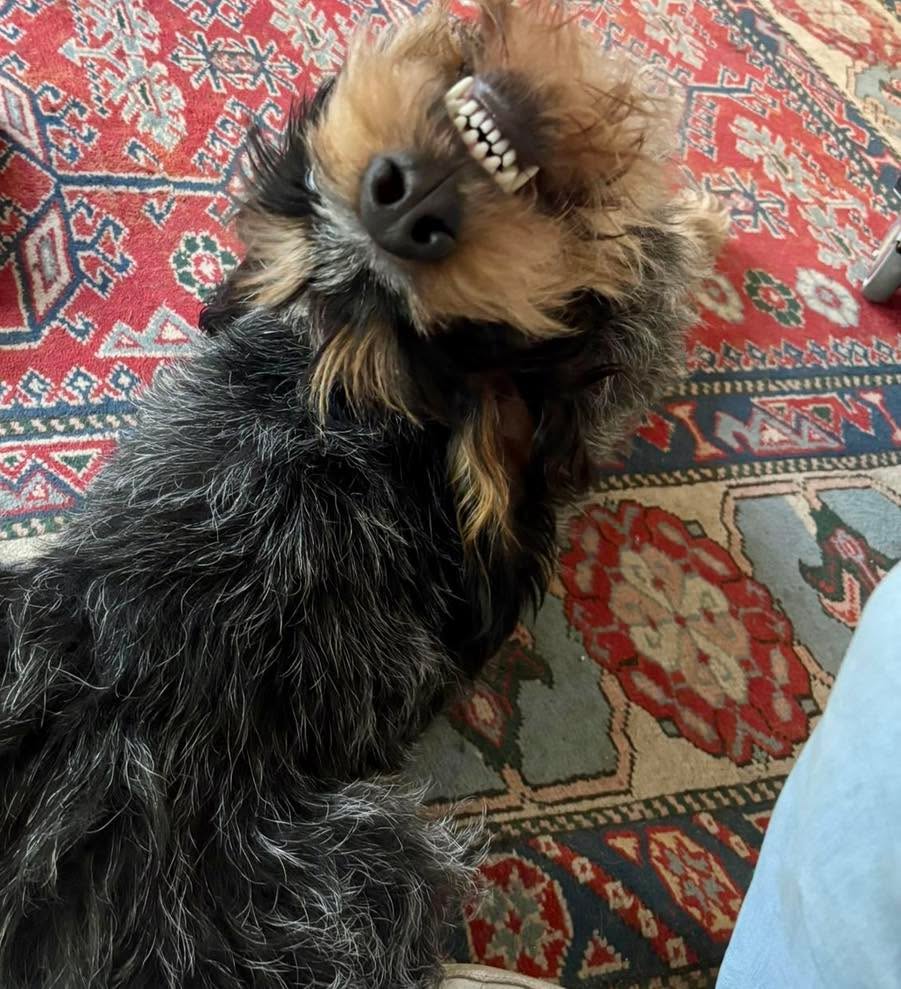 Cheeeeese 😂🥳 Elfie wünscht ein schönes Wochenende 🩵🩵🩵#chienscourants #mantrailer #mantrailing #traildogs #griffonbleudegascogne #griffonbleu #bleudegascogne #laufhund #laufhunde #französischerlaufhund #hounds #scenthound #vombergischengeläut #lautejagd #drückjagd #jagdhund #nachsuche #jagdgebrauchshund #rettungshunde #jagdgefährte #bracke #försterhund #försterin #förster #searchandrescuedog #dogswithjobs #dogswithjobsk9