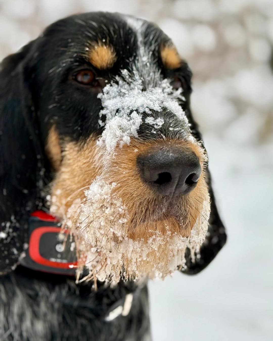 Der Ingo (Isidore vBG) hat den Schnee genossen 😃 Wie fanden Eure Langohren das? 🩵#chienscourants #mantrailer #mantrailing #traildogs #griffonbleudegascogne #griffonbleu #bleudegascogne #laufhund #laufhunde #französischerlaufhund #hounds #scenthound #vombergischengeläut #lautejagd #drückjagd #jagdhund #nachsuche #jagdgebrauchshund #rettungshunde #jagdgefährte #bracke #försterhund #försterin #förster #searchandrescuedog #dogswithjobs #dogswithjobsk9