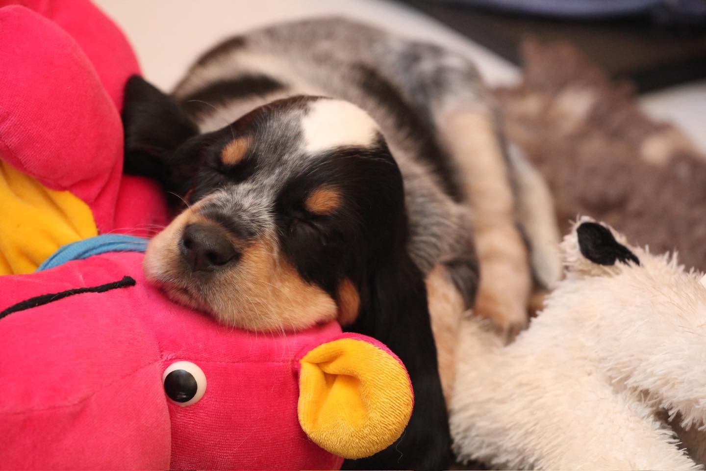 Unserem C-Wurf vom Bergischen Geläut wünschen wir zum 7. Geburtstag alles Gute! 🍀 🩵🩵🩵#chienscourants #mantrailer #mantrailing #traildogs #griffonbleudegascogne #griffonbleu #bleudegascogne #laufhund #laufhunde #französischerlaufhund #hounds #scenthound #vombergischengeläut #lautejagd #drückjagd #jagdhund #nachsuche #jagdgebrauchshund #rettungshunde #jagdgefährte #bracke #försterhund #försterin #förster #searchandrescuedog #dogswithjobs #dogswithjobsk9