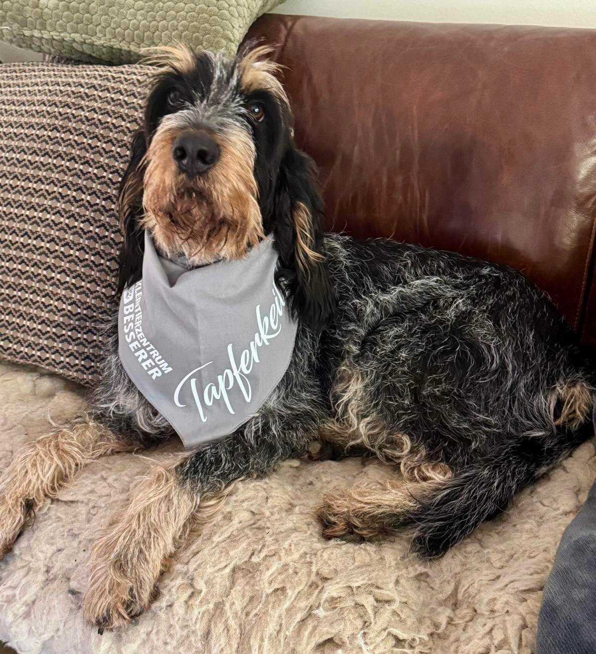 Die Elfie hat das Tapferkeitstuch vom Kleintierzentrum Besserer verliehen bekommen! So ein süßes Mädchen 🩵 #chienscourants #mantrailer #mantrailing #traildogs #griffonbleudegascogne #griffonbleu #bleudegascogne #laufhund #laufhunde #französischerlaufhund #hounds #scenthound #vombergischengeläut #lautejagd #drückjagd #jagdhund #nachsuche #jagdgebrauchshund #rettungshunde #jagdgefährte #bracke #försterhund #försterin #förster #searchandrescuedog #dogswithjobs #dogswithjobsk9