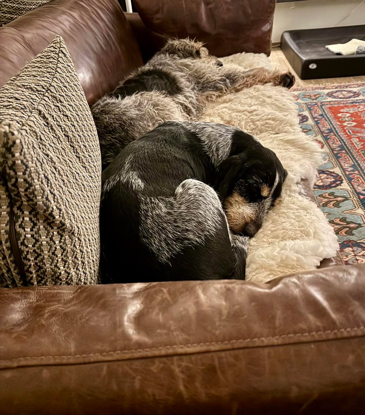 Mistwetter 🫤🩵#chienscourants #mantrailer #mantrailing #traildogs #griffonbleudegascogne #griffonbleu #bleudegascogne #laufhund #laufhunde #französischerlaufhund #hounds #scenthound #vombergischengeläut #lautejagd #drückjagd #jagdhund #nachsuche #jagdgebrauchshund #rettungshunde #jagdgefährte #bracke #försterhund #försterin #förster #searchandrescuedog #dogswithjobs #dogswithjobsk9