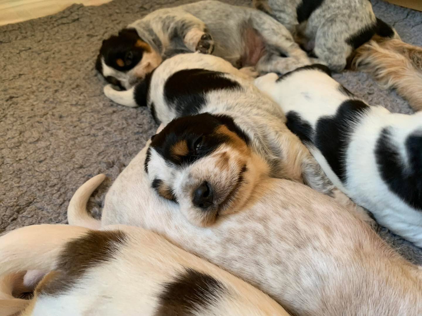 Unsere C-Glöckchen, die Chaotentruppe, sind schon sieben Jahre alt geworden! Wir wünschen Euch noch viele glückliche Jahre mit Euren Menschen 🍀🍀🍀🩵🩵🩵#chienscourants #mantrailer #mantrailing #traildogs #griffonbleudegascogne #griffonbleu #bleudegascogne #laufhund #laufhunde #französischerlaufhund #hounds #scenthound #vombergischengeläut #lautejagd #drückjagd #jagdhund #nachsuche #jagdgebrauchshund #rettungshunde #jagdgefährte #bracke #försterhund #försterin #förster #searchandrescuedog #dogswithjobs #dogswithjobsk9