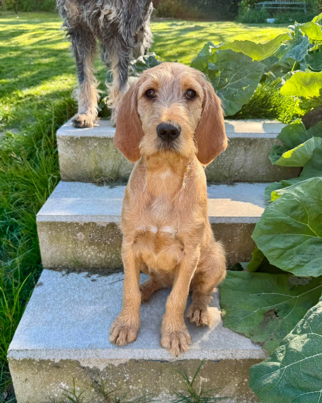 Das Leben ist bunt und so sagen wir willkommen, kleine Bélise, in unseren Herzen. Bélise ist eine Griffon Fauve de Bretagne und wird schon liebevoll von unserer Supernanny Elfie betreut. 🩵🧡#chienscourants #mantrailer #mantrailing #traildogs #griffonbleudegascogne #griffonbleu #bleudegascogne #laufhund #laufhunde #französischerlaufhund #hounds #scenthound #vombergischengeläut #lautejagd #drückjagd #jagdhund #nachsuche #jagdgebrauchshund #rettungshunde #jagdgefährte #bracke #försterhund #försterin #förster #searchandrescuedog #dogswithjobs #dogswithjobsk9  #griffonfauvedebretagne #griffonfauve