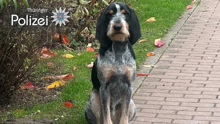 Wir sind so so stolz auf unsere Gretel vBG, die zusammen mit ihrem Herrchen Mario einen vermissten Senior finden konnte und so vor Schlimmerem bewahrt hat. Das habt Ihr so richtig gut gemacht! Für alle Interessierten hier der Link zum offiziellen Bericht der Polizei Thüringen: https://www.presseportal.de/blaulicht/pm/126723/6352533#mantrailing #rettungshunde #griffonbleu #traildogs #polizeihund