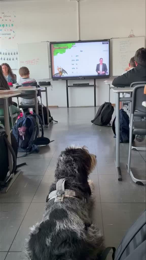 Ihr wisst ja, dass wir es wichtig finden, dass unsere Nachzucht arbeitet und nicht nur auf dem Sofa herumlungert. Das muss nicht nur die jagdliche Arbeit sein, sondern auch Mantrailing oder anderes. Zum Beispiel Camillo (Elixir vBG) ist Sonderpädagoge und geht mit seinem Frauchen regelmäßig zum Unterricht. Er öffnet verschlossene Herzen, gibt Sicherheit und hat richtig viel Spaß bei seiner Arbeit. 👍#griffonbleu #laufhund
