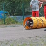 Mantrailing-Vorprüfung