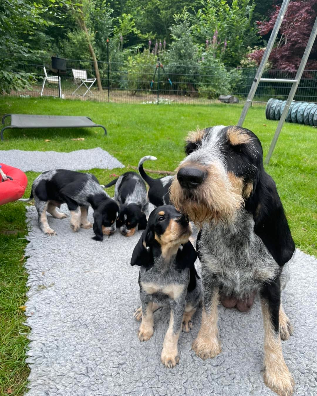 Perla und Brut 🥰🩵😊#chienscourants #mantrailer #mantrailing #traildogs #griffonbleudegascogne #griffonbleu #bleudegascogne #laufhund #laufhunde #französischerlaufhund #hounds #scenthound #vombergischengeläut #lautejagd #drückjagd #jagdhund #nachsuche #jagdgebrauchshund #rettungshunde #jagdgefährte #bracke #försterhund #försterin #förster #searchandrescuedog #dogswithjobs #dogswithjobsk9