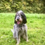 Alix ist Personensuchhund der Polizei St. Gallen