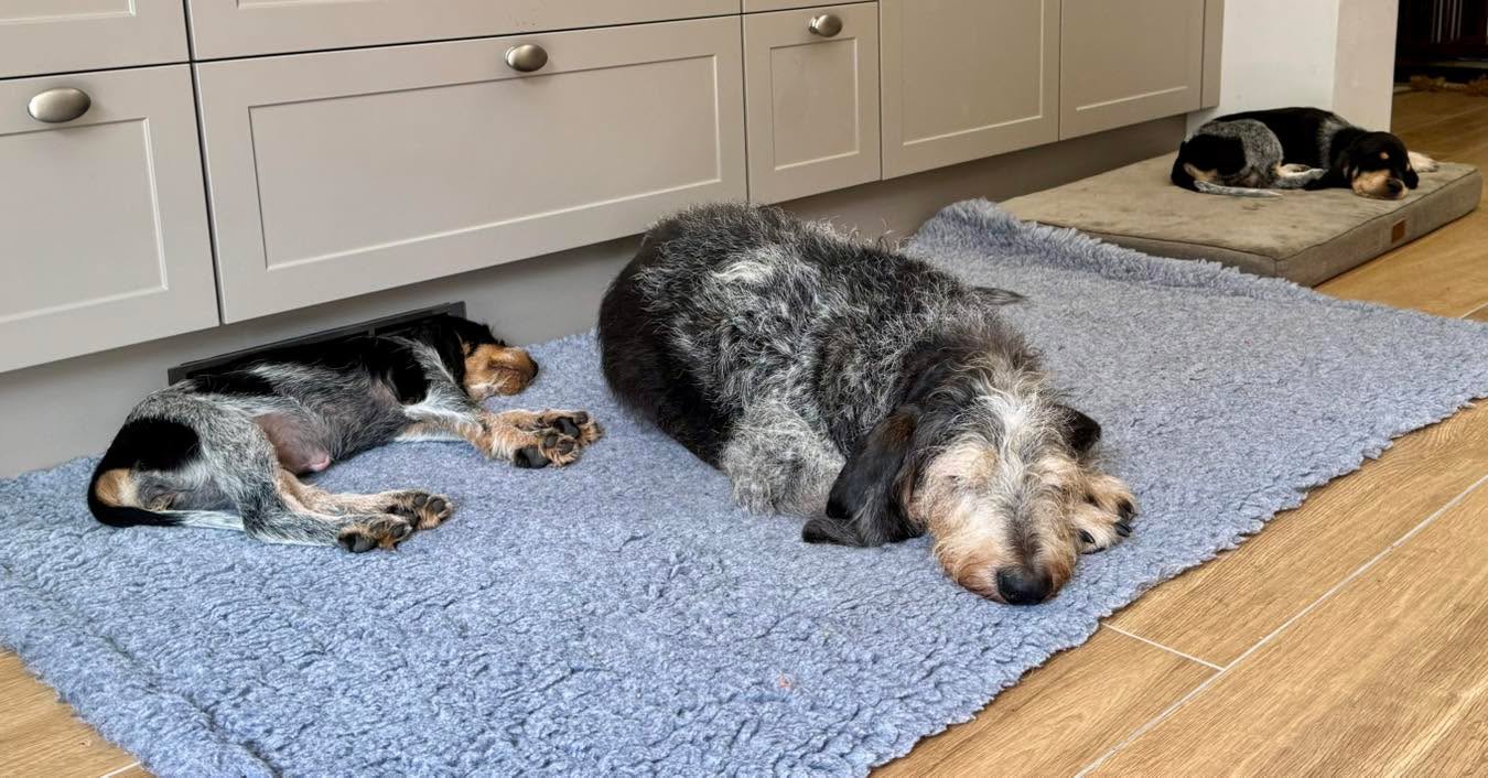 Opa Ferdi und seine Enkelinnen 🥰🥰🥰#chienscourants #mantrailer #mantrailing #traildogs #griffonbleudegascogne #griffonbleu #bleudegascogne #laufhund #laufhunde #französischerlaufhund #hounds #scenthound #vombergischengeläut #lautejagd #drückjagd #jagdhund #nachsuche #jagdgebrauchshund #rettungshunde #jagdgefährte #bracke #försterhund #försterin #förster #searchandrescuedog #dogswithjobs #dogswithjobsk9