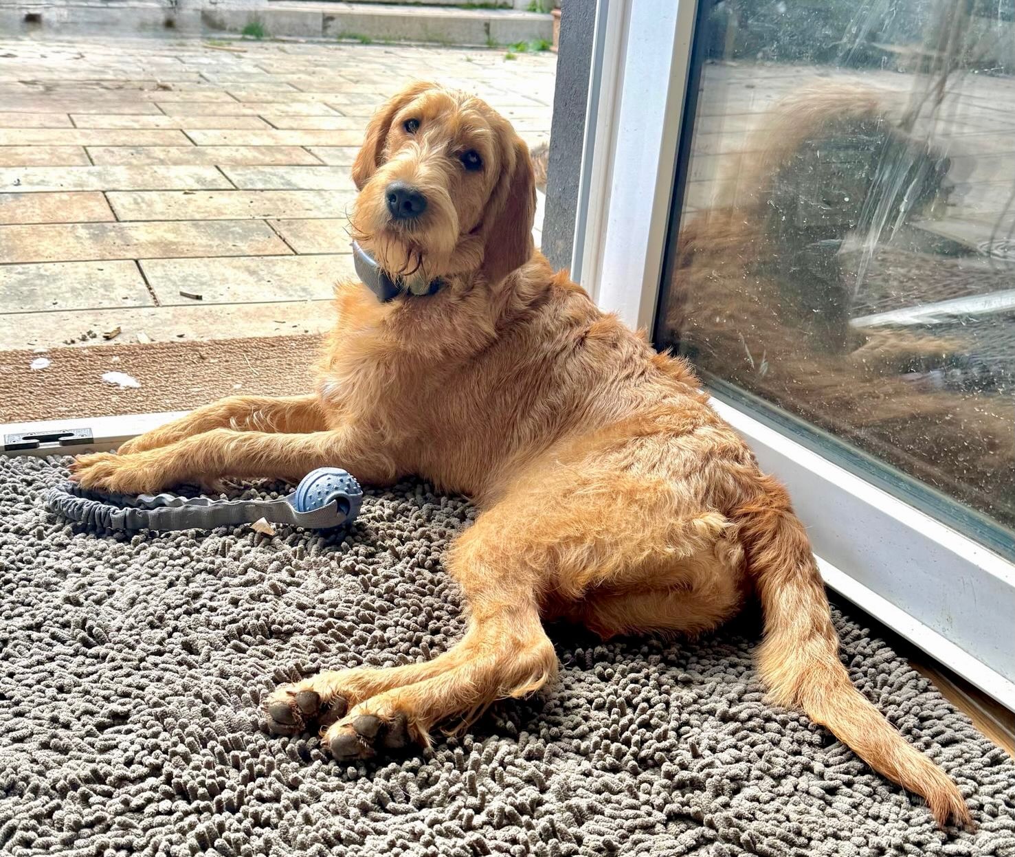 Bélise de l‘Echo du Capucin 😍#griffonfauvedebretagne #vombergischengeläut #französischerlaufhund