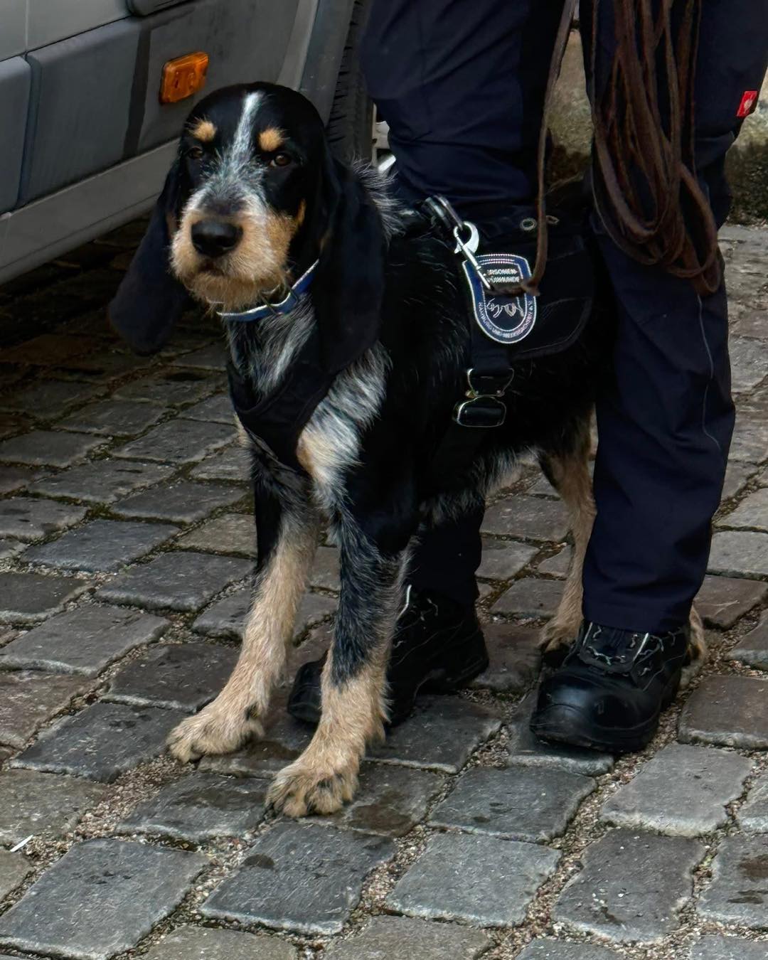 Isidore vBG gen. Ingo bei der Arbeit 😍🩵#chienscourants #mantrailer #mantrailing #traildogs #griffonbleudegascogne #griffonbleu #bleudegascogne #laufhund #laufhunde #französischerlaufhund #hounds #scenthound #vombergischengeläut #lautejagd #drückjagd #jagdhund #nachsuche #jagdgebrauchshund #rettungshunde #jagdgefährte #bracke #försterhund #försterin #förster #searchandrescuedog #dogswithjobs #dogswithjobsk9