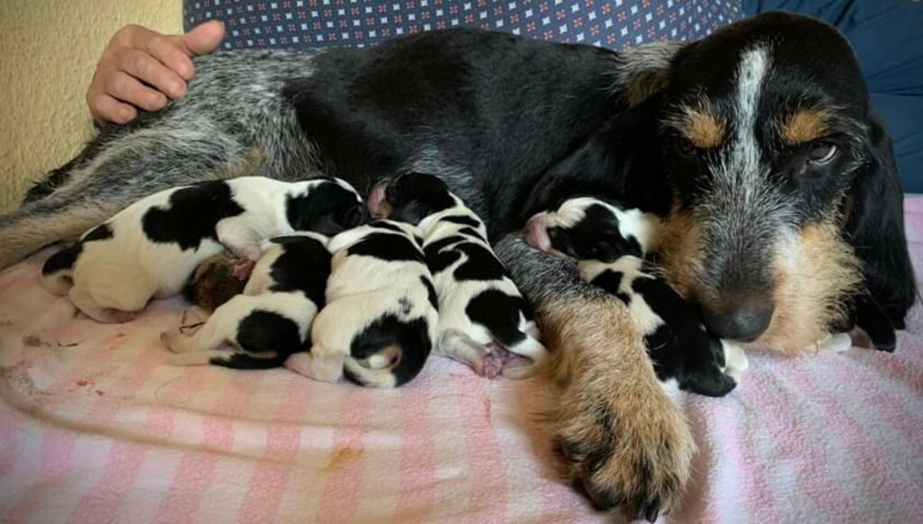 Der G-Wurf vom Bergischen Geläut ist eingetroffen 💙
