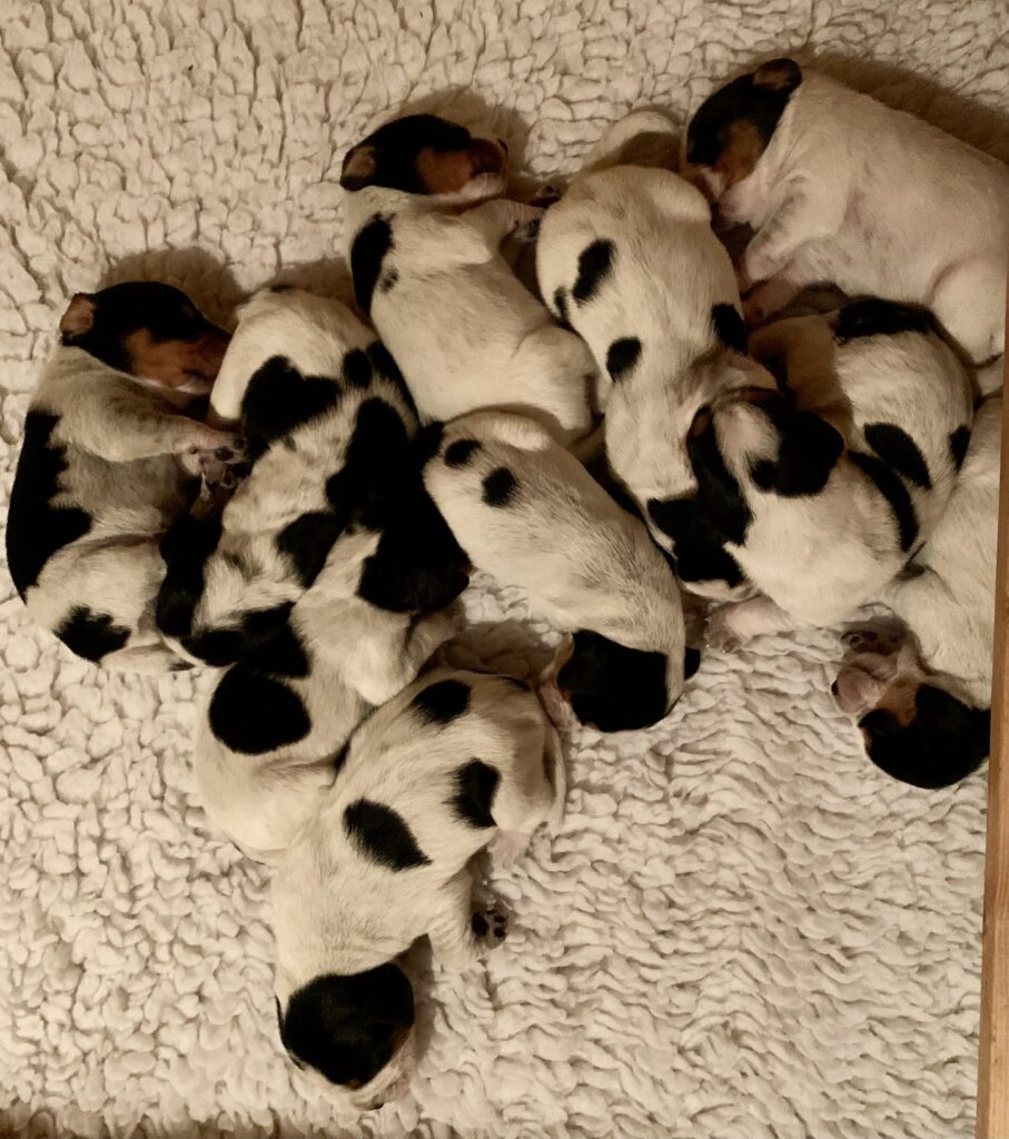 Unser H-Wurf ist am 16.06.23 gelandet! 4 Rüden und 6 Hündinnen hat uns Trudi geschenkt.