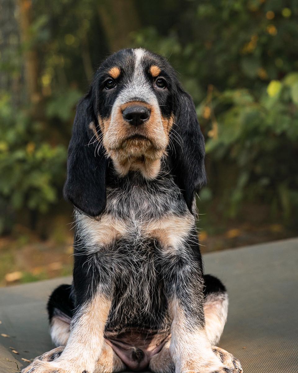 Isidore vBG gen. Ingo 🩵 Frauchen Elke bildet ihn zum Mantrailer aus. Viel Spaß Euch beiden 😘#chienscourants #mantrailer #mantrailing #traildogs #griffonbleudegascogne #griffonbleu #bleudegascogne #laufhund #laufhunde #französischerlaufhund #hounds #scenthound #vombergischengeläut #lautejagd #drückjagd #jagdhund #nachsuche #jagdgebrauchshund #rettungshunde #jagdgefährte #bracke #försterhund #försterin #förster #searchandrescuedog #dogswithjobs #dogswithjobsk9 @tanja_fittkau_fotografie