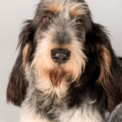 Trudi